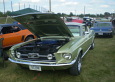 Mustang