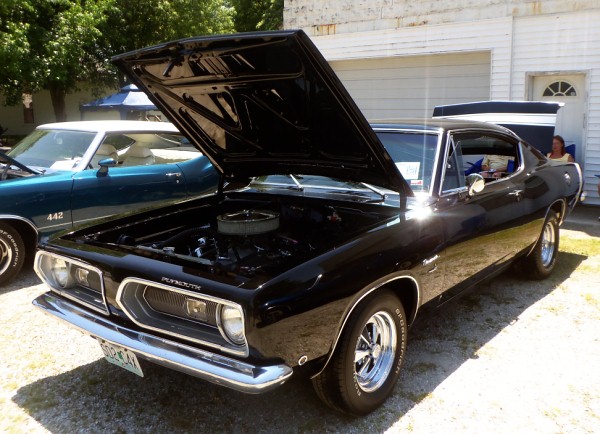 Barracuda